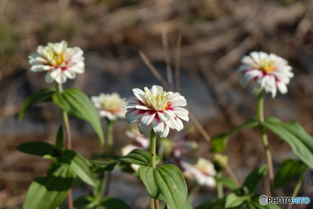少し冷たい秋風