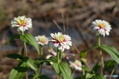 少し冷たい秋風