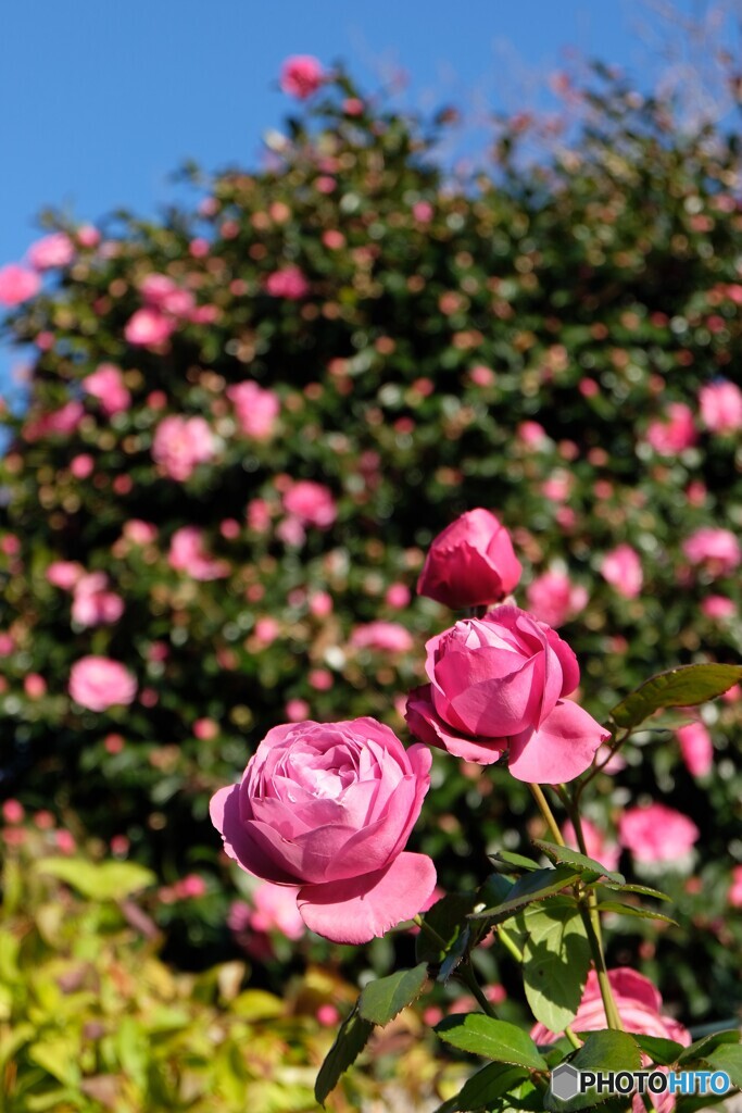 寒さに負けずハツラツと