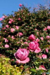 寒さに負けずハツラツと