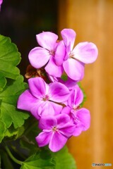 窓辺でウットリ