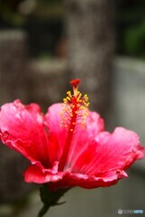 いよいよ暑さが