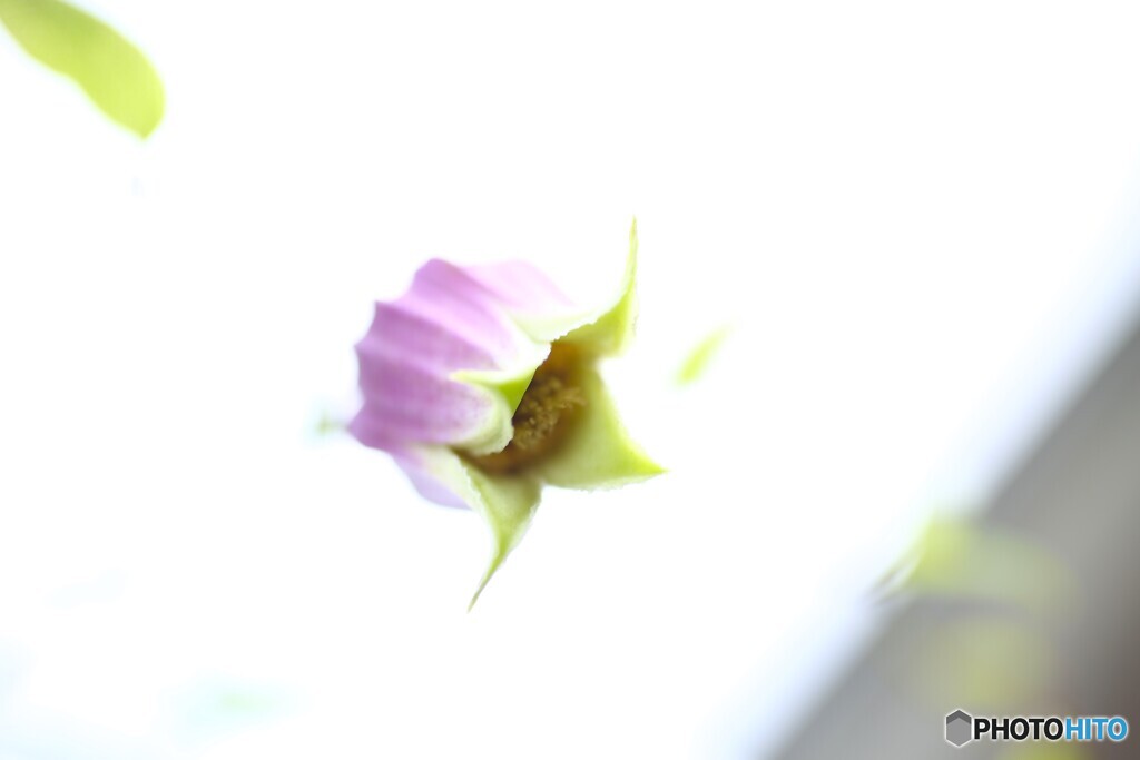 夏の幻想