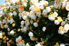 華やいで