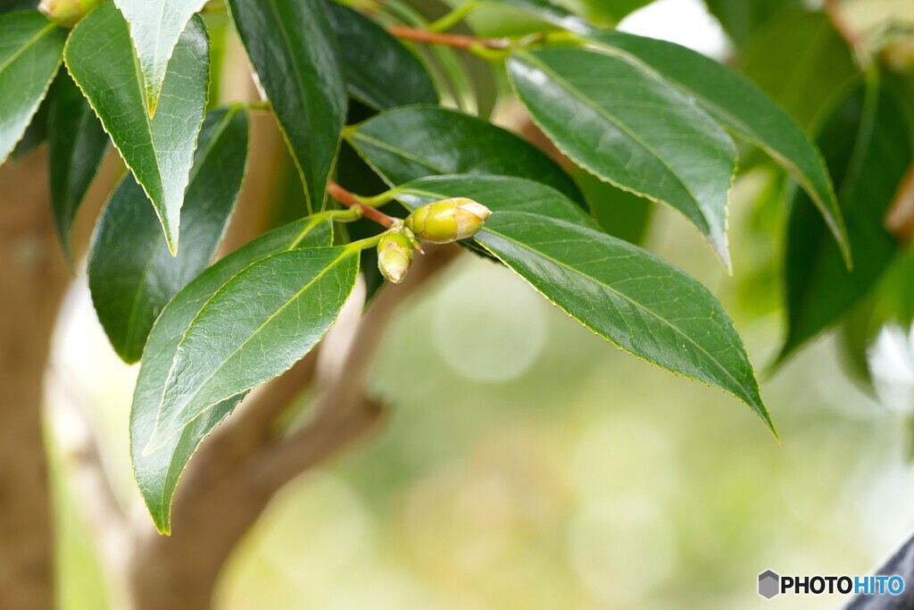 ここからがね～