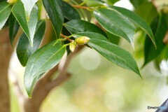 ここからがね～