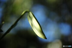 雨が恋しい