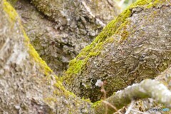 春の小さな世界