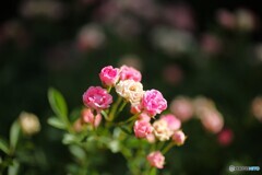 小さな集団