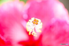 真夏の花