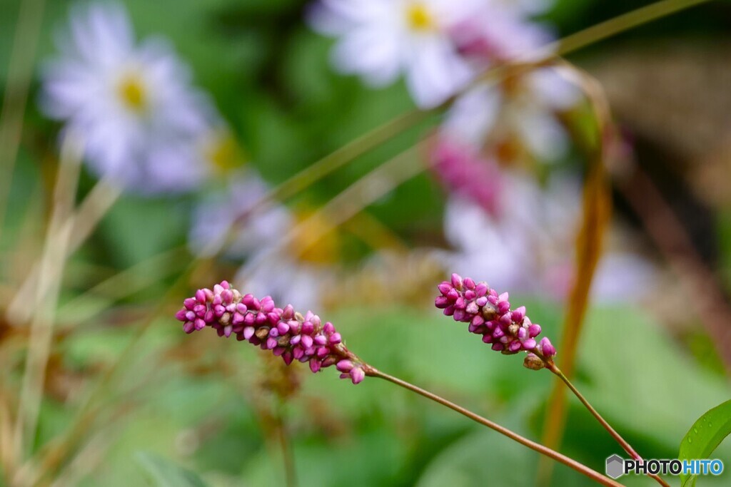 秋野