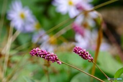秋野