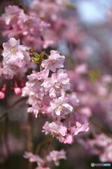 春風に揺れて