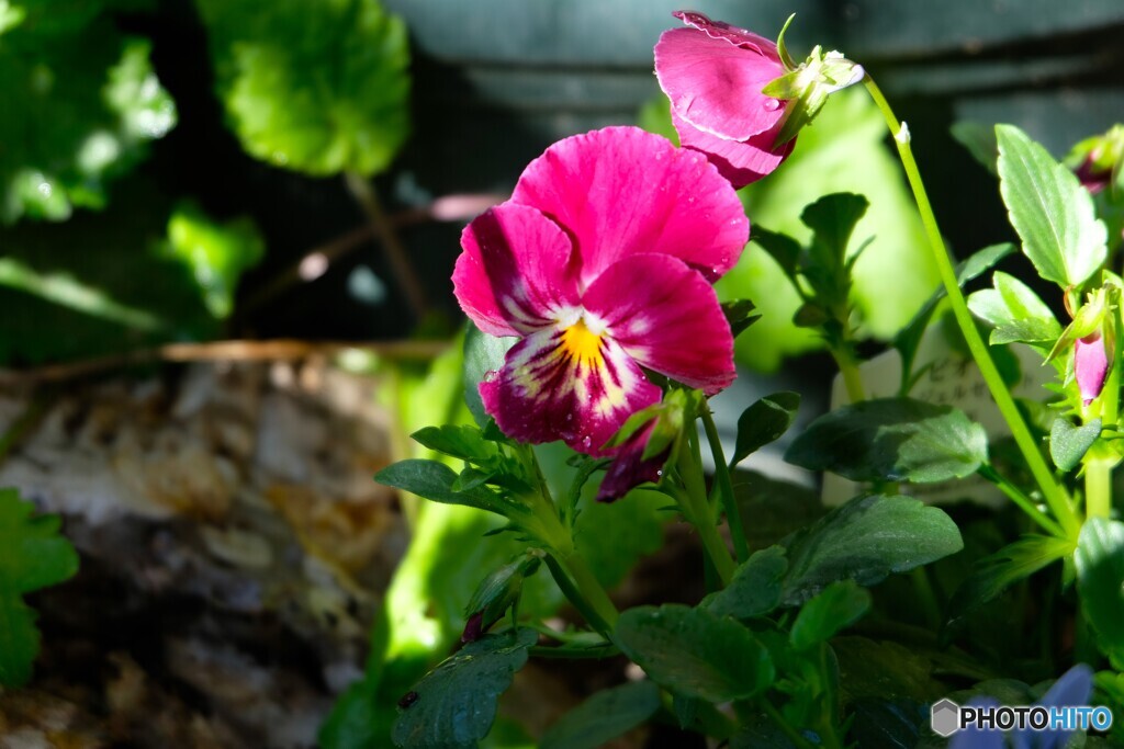 暖ったかい秋陽