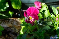 暖ったかい秋陽