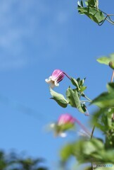 秋空お似合い