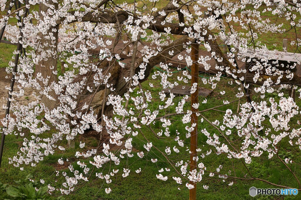 桜の振袖拡げて
