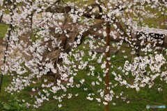 桜の振袖拡げて