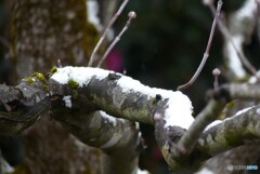 別れの雪化粧