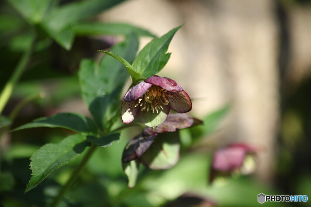 地植えの力強さ