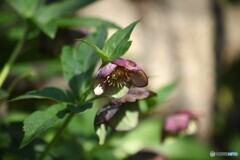 地植えの力強さ