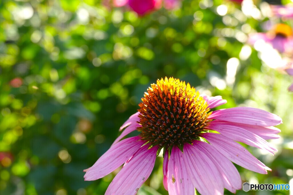 強い夏の花