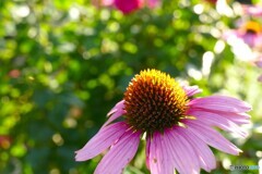 強い夏の花