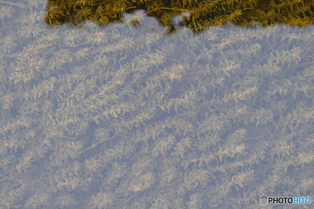 流れにゆらゆら