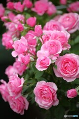 華やか