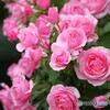 華やか