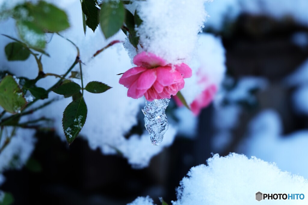 白化粧の貴婦人