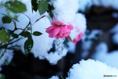 白化粧の貴婦人