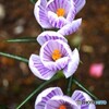 笑顔花