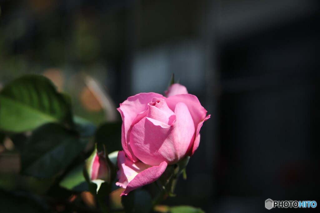 ローズ色の貴婦人