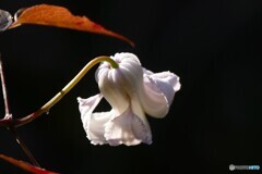 最後の輝き又来年