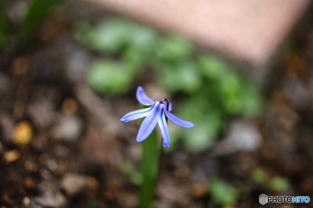 か細いながらも懸命に