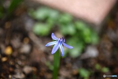 か細いながらも懸命に