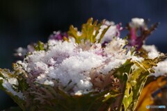 雪化粧