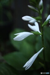 涼しさ届けて