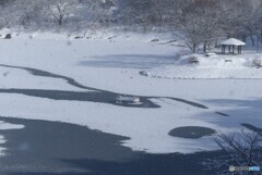 凍結進む水面