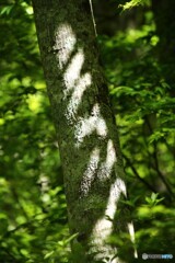 初夏の陽