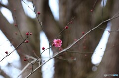 春一輪