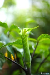 目立たぬように