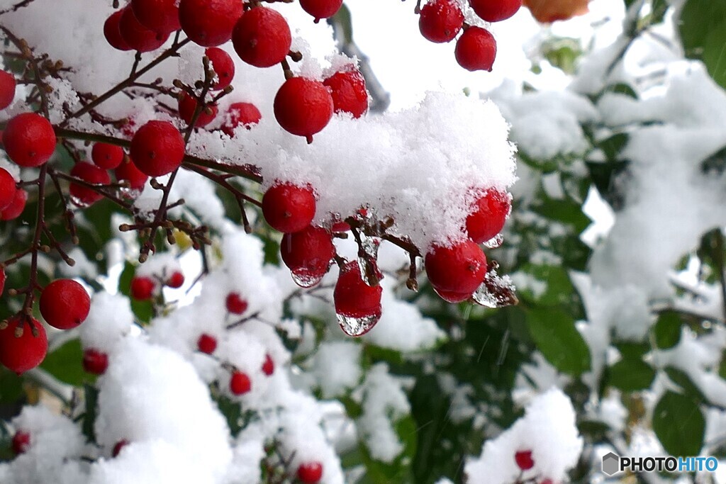 来た～白い使者