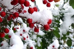 来た～白い使者