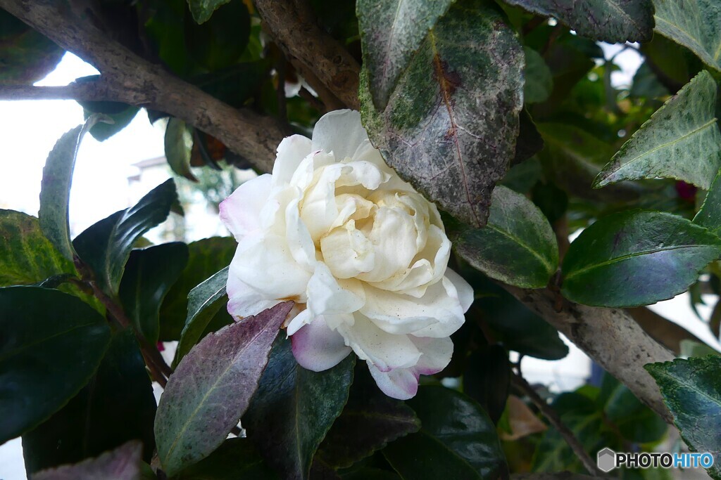 名残り花