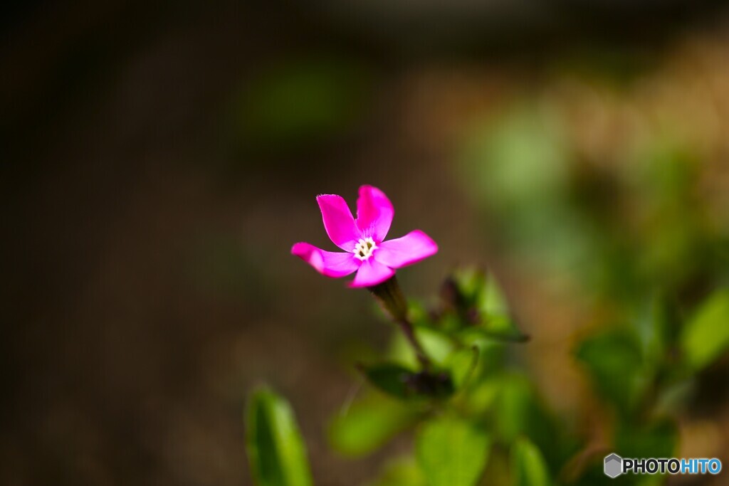 小さな目立ち屋さん