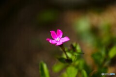 小さな目立ち屋さん