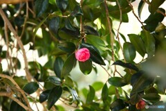 木陰の頑張り屋さん
