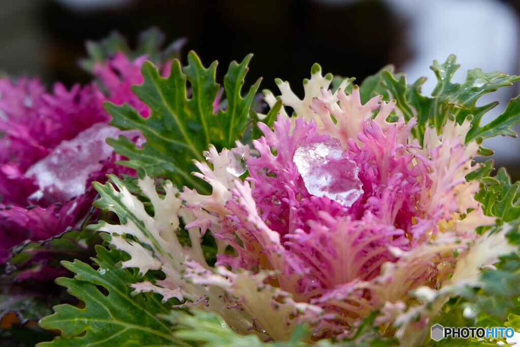 冷たいダイヤモンド